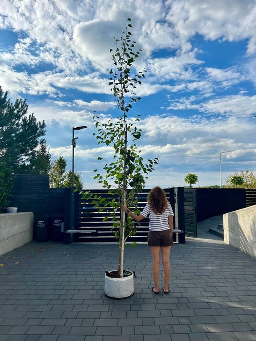 Brzoza pożyteczna Doorenbos / Betula utilis Doorenbos