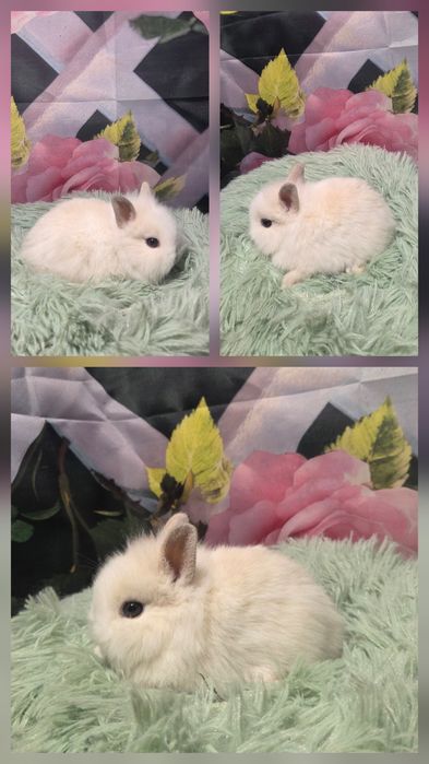 Karzełki Teddy Mini