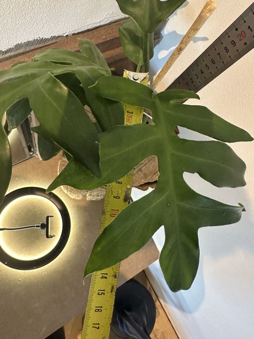 Філодендрон Serrate Leaf
