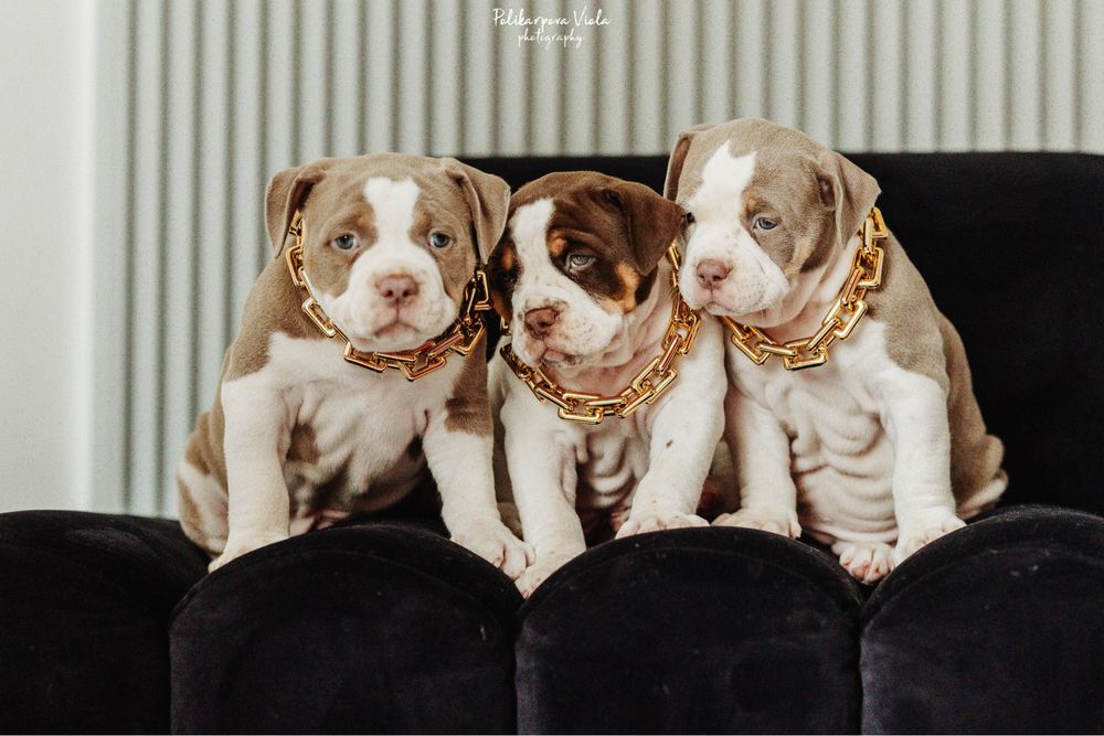 Американський буллі