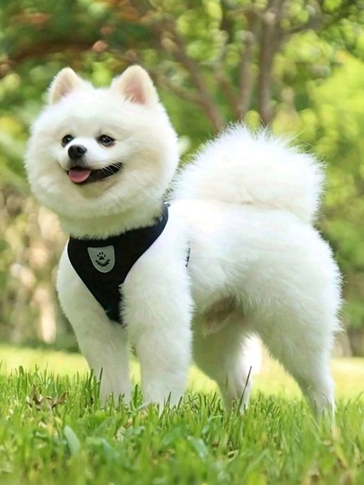 Wytrzymałe szelki dla psa