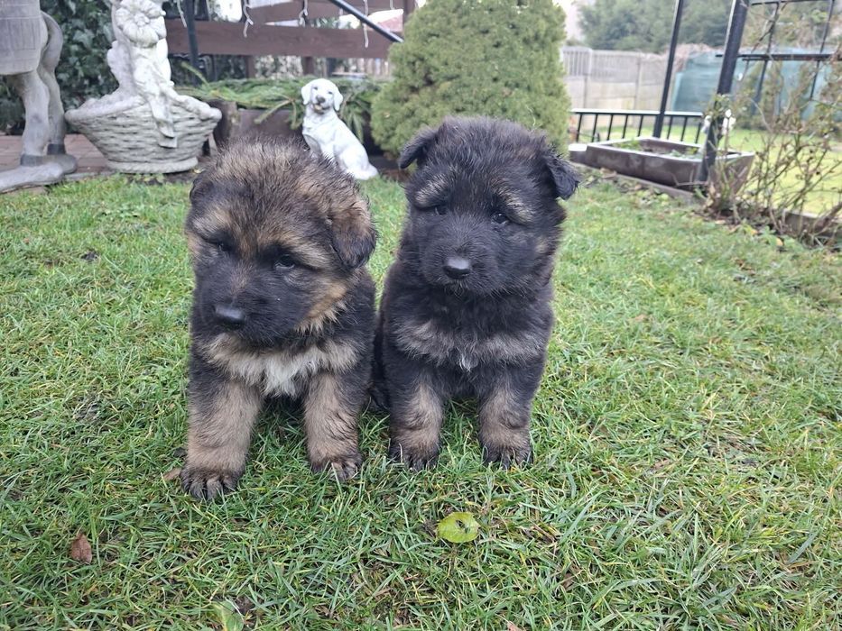 Owczarek niemiecki długowłosy