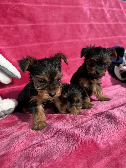 Цуценята йорк терєр