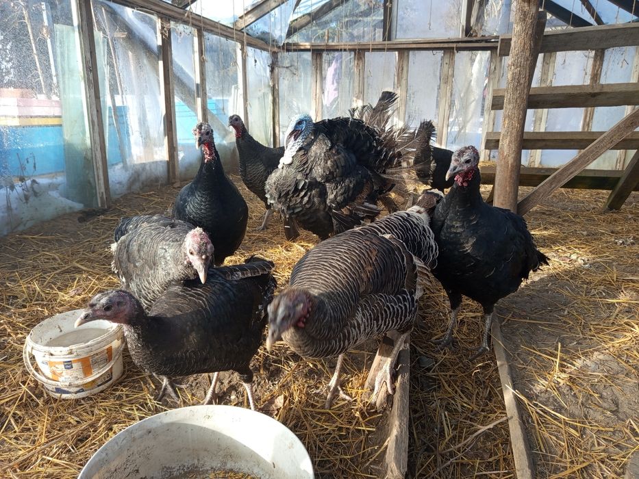 Indyczki czarne i brązowe