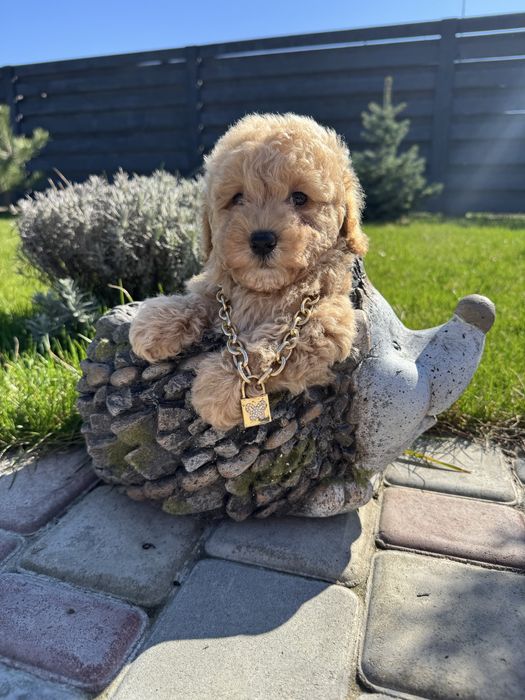 Шикарне цуценятко мальтіпу F-2