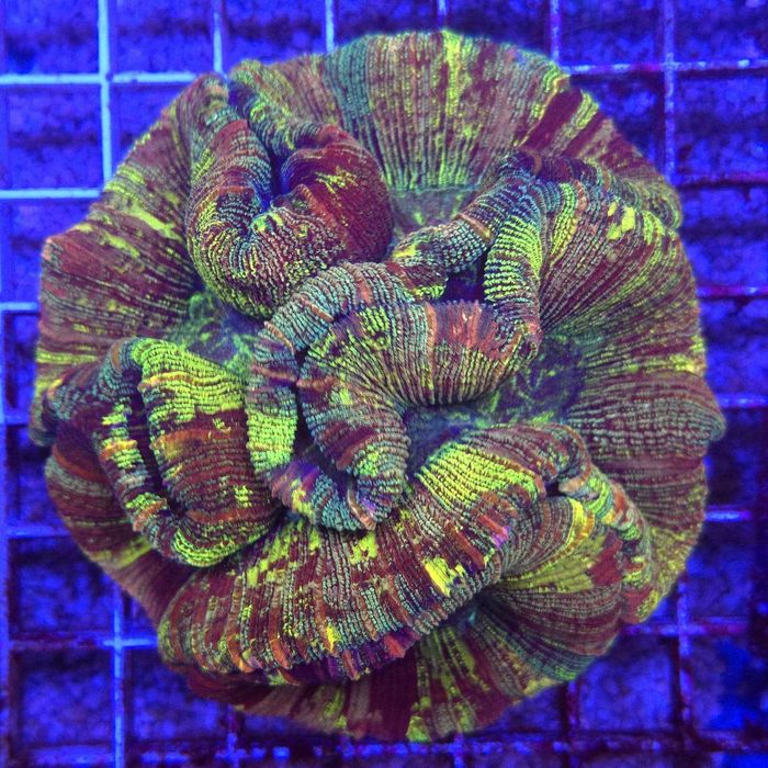Trachyphyllia Master Grade Rainbow WYSIWYG koralowce LPS  Kingdom of Corals