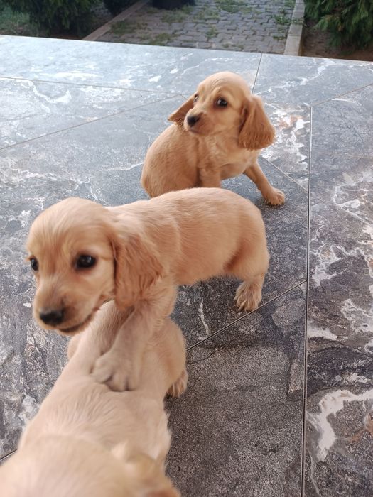 Коккер спаніель англійська.