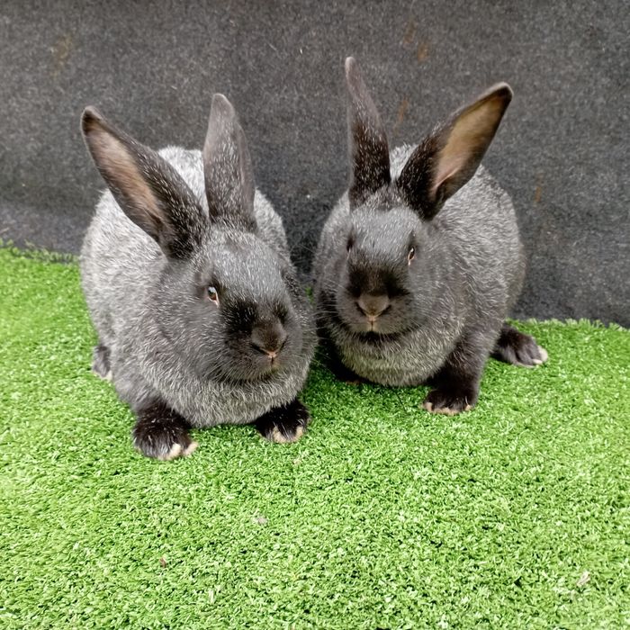 Кролі.Кролиці . Полтавське срібло. Крілики