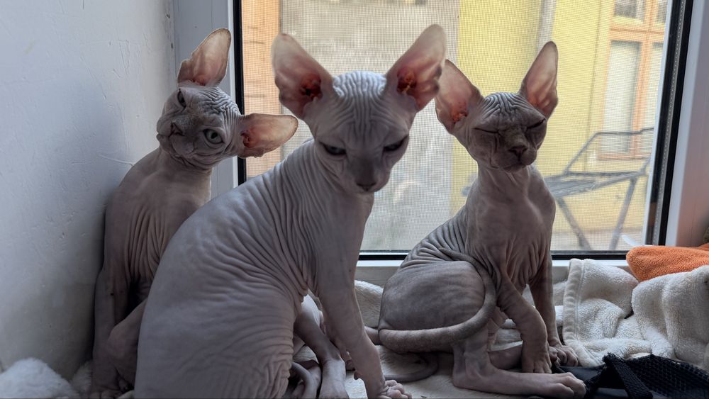 Котята канадський сфінкс