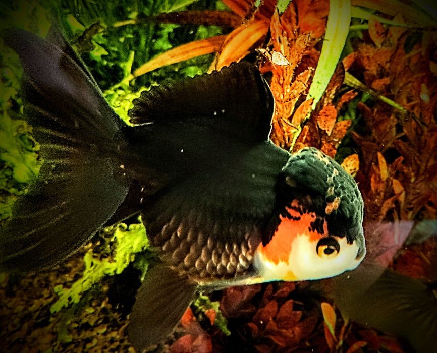 Goldfish ,,apache oranda,,  lwia glówka welonki welon welonka