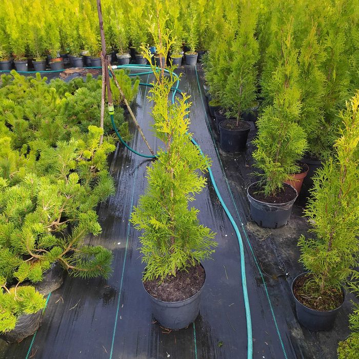 tuja szmaragd 70-80 cm