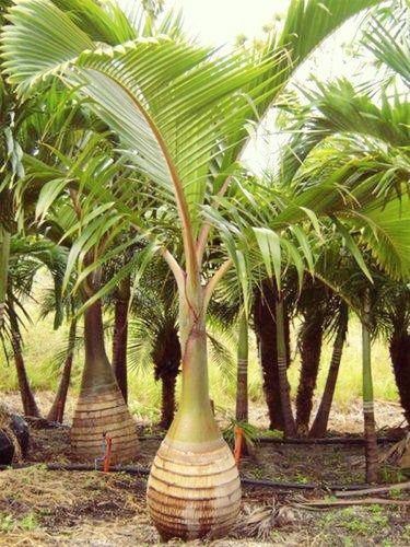 Impactantes palmeiras garrafa ou Mascarena, Hyophorbe lagenicaulis