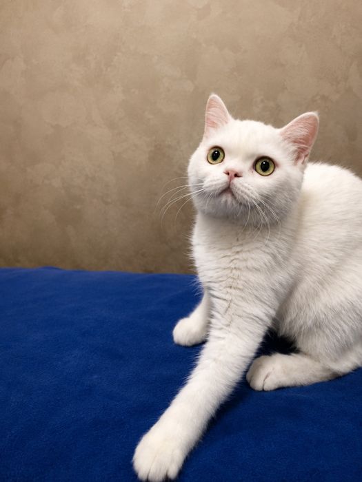 Котёнок  мальчик  экзот