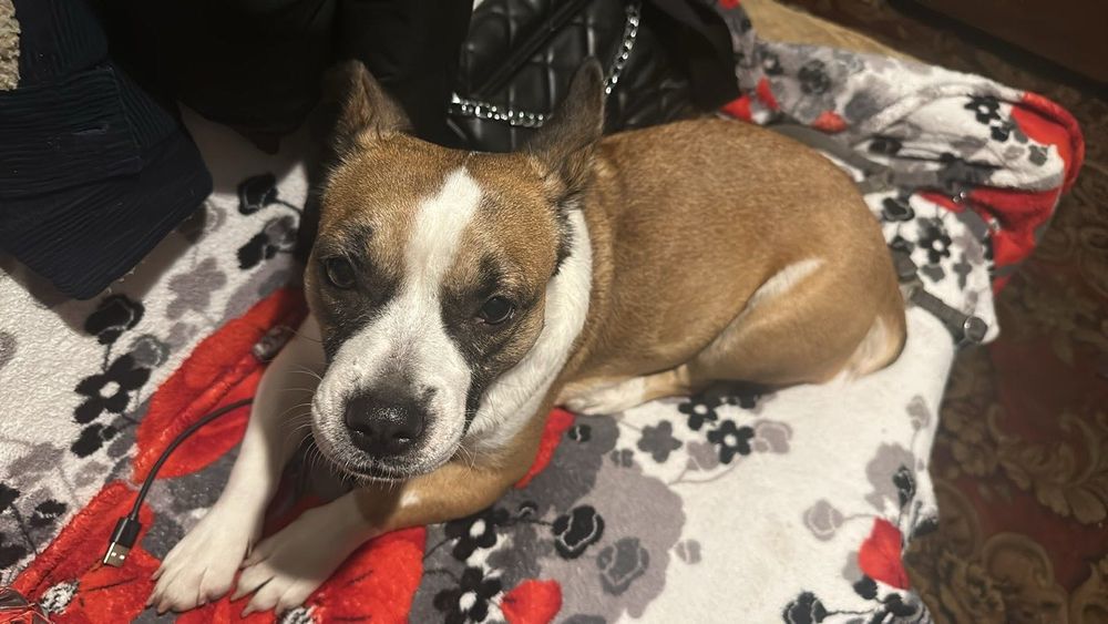 Знайдено собаку, шукаєм господарів