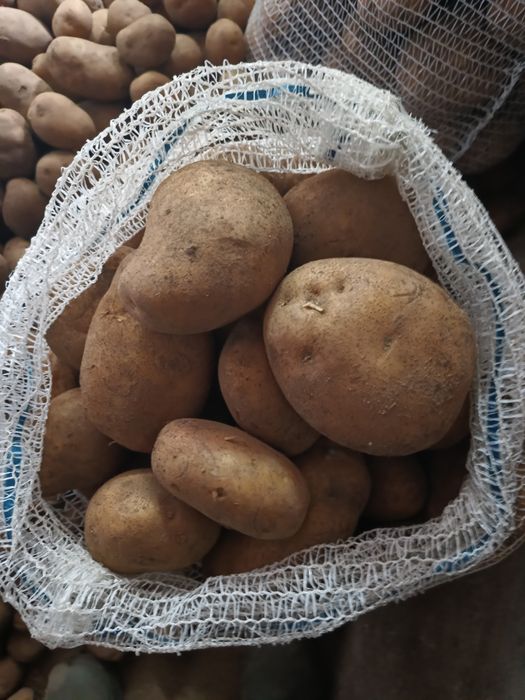 Ziemniaki jadalne Ignacy oraz Lilly.