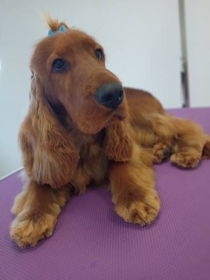 Reproduktor Cocker Spaniel Złoty/Rudy