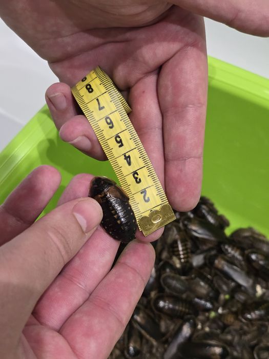 Аргентинський тарган блаптика