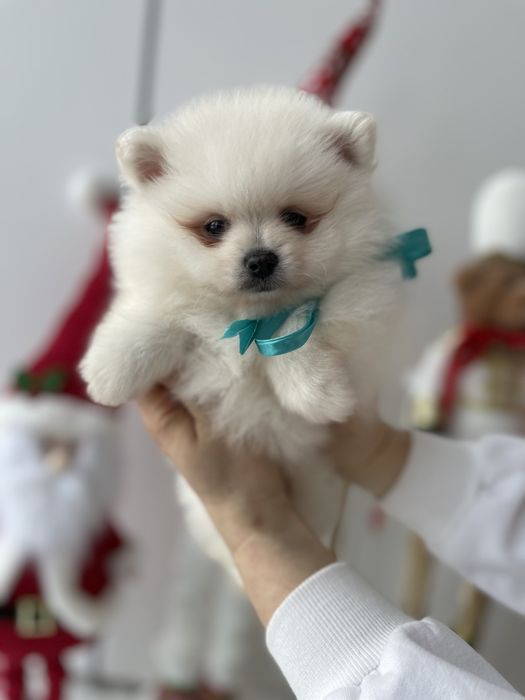 Померанські шпіци — Лише 3! Ідеальна можливість