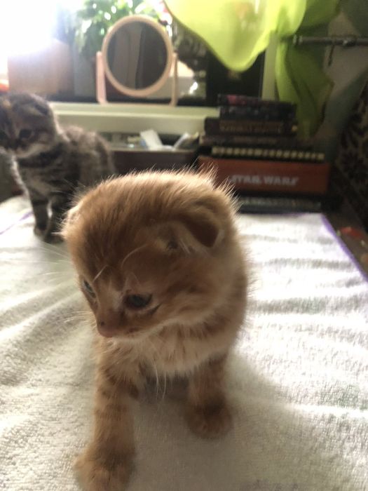 Продам двох котят