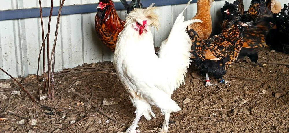 Jaja lęgowe kur pawłowskie w różnych kolorach