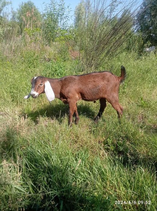 Продам Англонубійські цапки