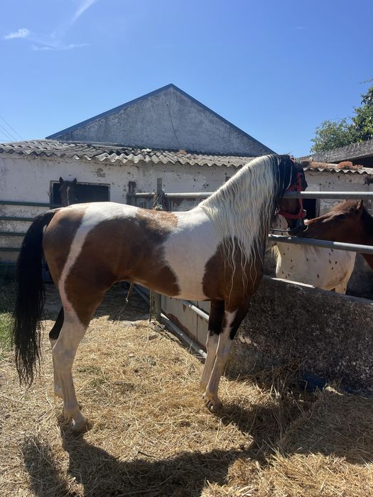 Cavalo malhado palomino