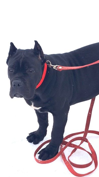 Малюк кане-корсо