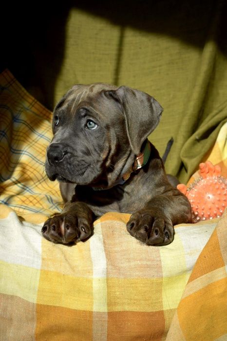 Cane Corso piesek ZKWP/FCI