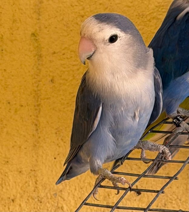 Agapornis roseicollis novos