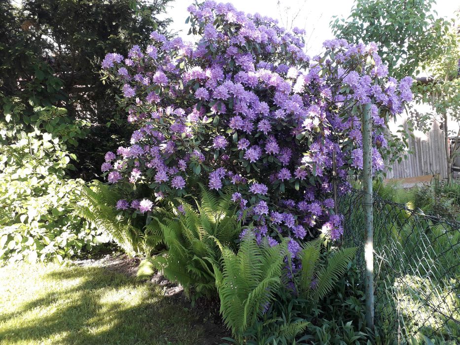 Działkę w ROD Nowe Życie sprzedam