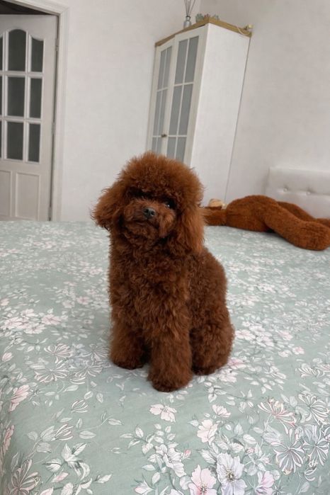 Мальчик той пудель | КИТАЙ | RED BROWN | ред браун china