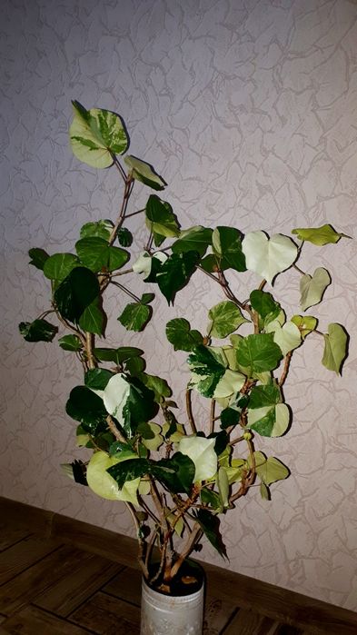 Липовидный вариегатный гибискус с/с