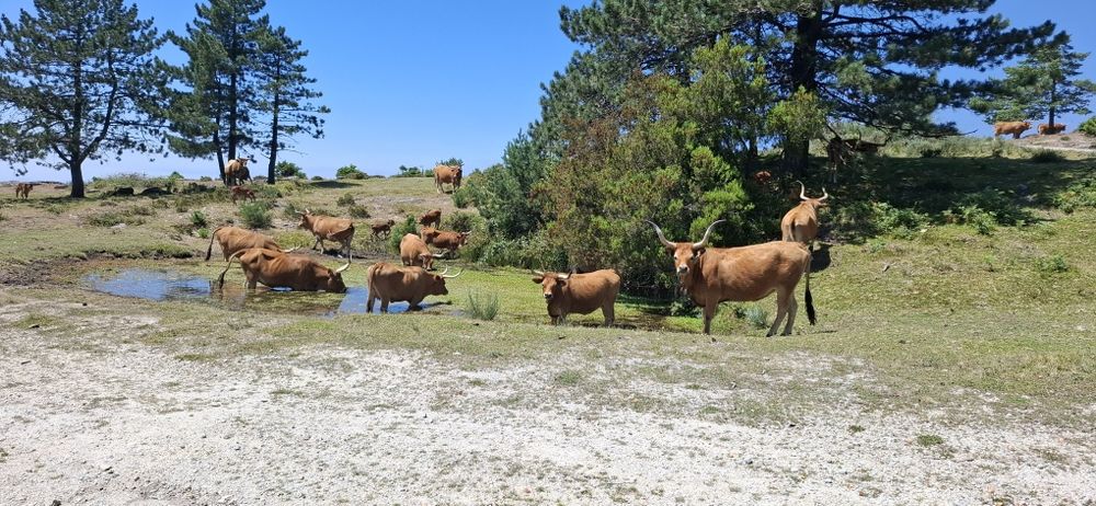 Vitelos e vacas barrosãs