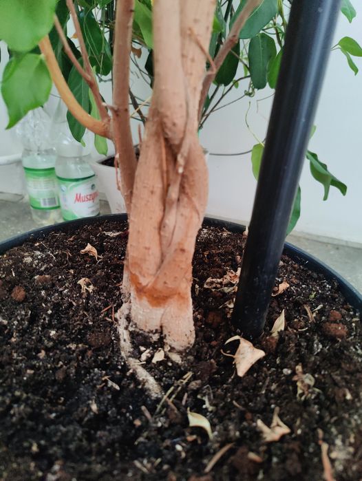 Fikus 2m ok 25 lat pleciony zdrowy zielony bonsai drzewo do domu liść