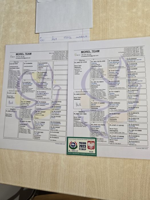 Gołębie pocztowe 77