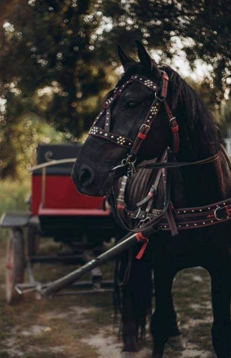 Упряж шлея, наритник, уздечка, недоуздок, ліци.