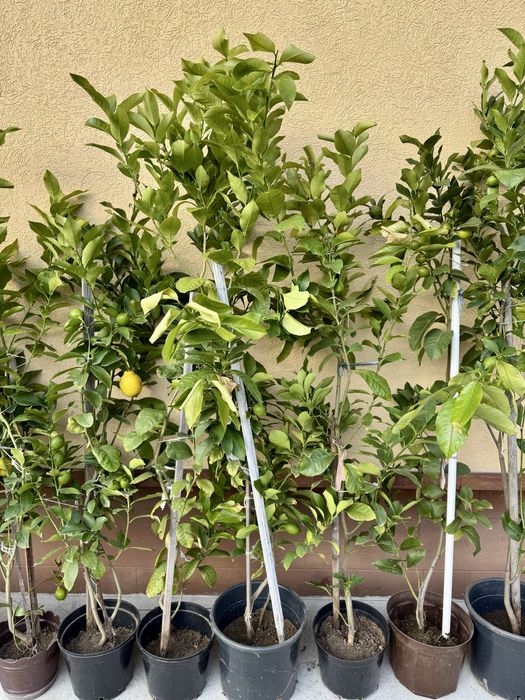 Лимонне сортове дерево Пондероза