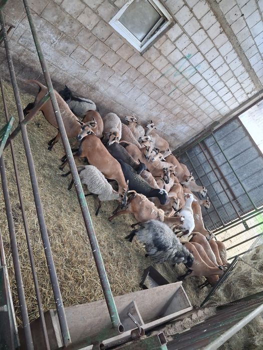 Owce kamerunskie i mix dorper