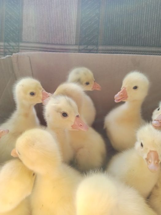 Продам домашніх гусенят