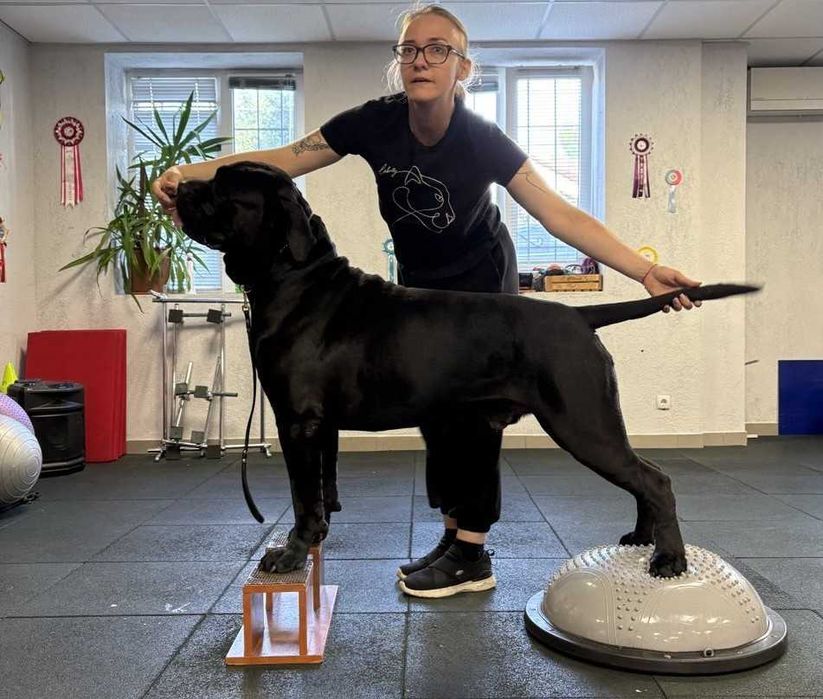 Кобель Итальянский Кане-корсо (Cane Corso) для вязки