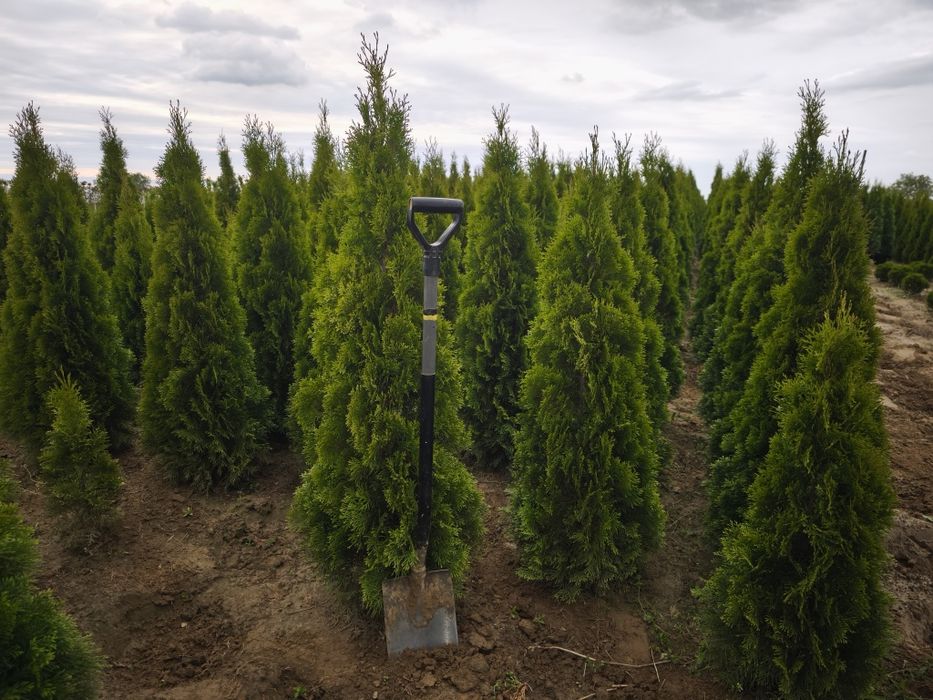 Tuja Smaragd PRODUCENT! Duże,gęste sadzonki kopane z gruntu!