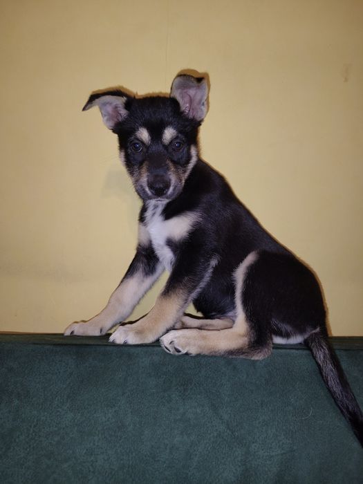 Найти семью для Дэи