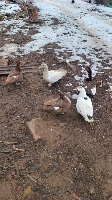 Kaczki francuskie czekoladowe, piżmowe