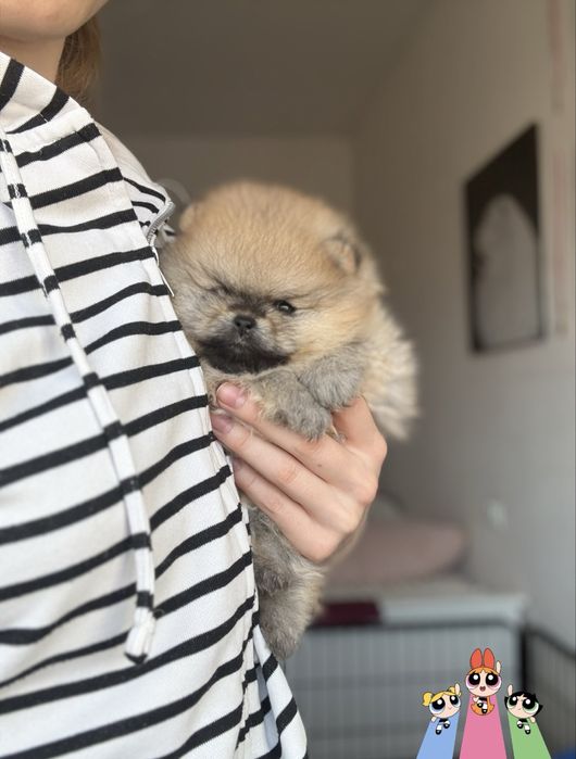 Pomeranian Szpic Miniaturowy suczka ZKwP / FCI