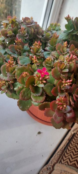 Сукуленти каланхое Блоссфельда черенки