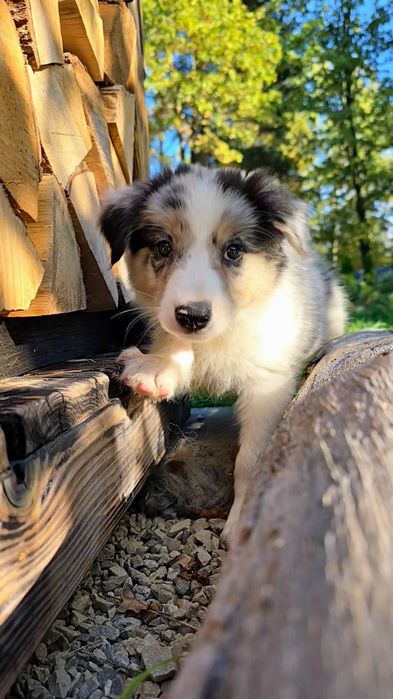 Border Collie blue merle tricolor – wyjątkowy piesek z hodowli ZKwP/FCI