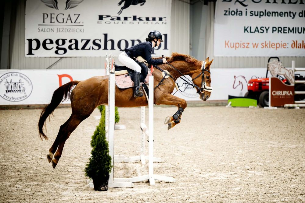 Kasztanowata klacz SP