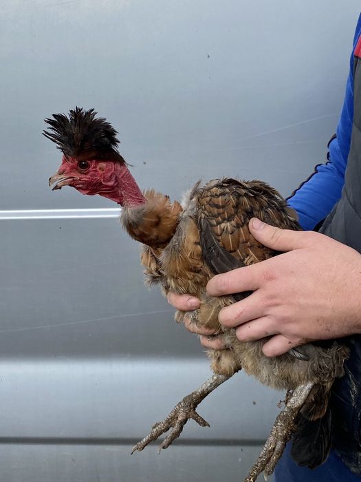 Яйце інкубаційне кур чубатих, хохлатих