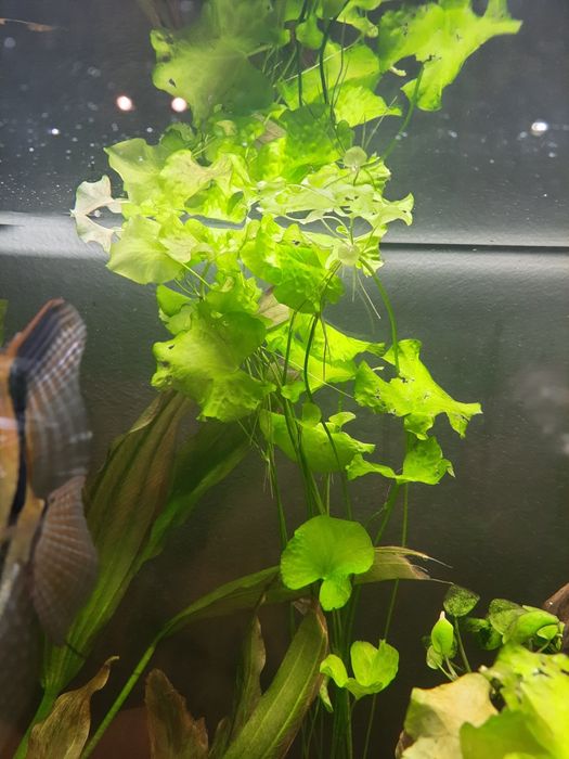 Roślinka akwariowa LOTOS
