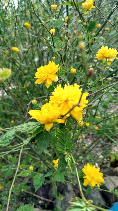 Керрия-уличное растение